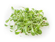 Growing micro greens coriander sprouts isolated on white background