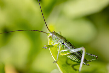 Wall Mural - Green grasshopper in grassy vegetation.