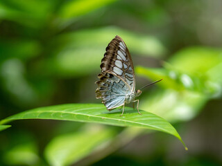 Canvas Print - Selective focus shot of a Parthenos sylvia butterfly on a plant leaf