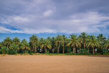 Beautiful Shot Of Tall Palm Trees Under A Blue Cloudy Sky On A Sunny Day In Arizona Near A Desert