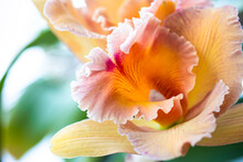 Close-up Of Thai Orchid On A Blurred Background, Macro Photography.