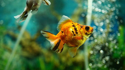 Beautifully colored goldfish swim in the clear aquarium water