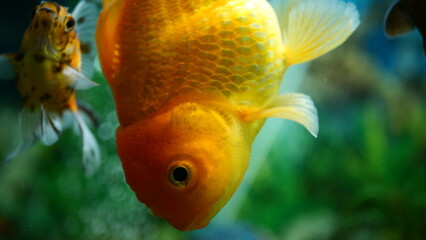 Beautifully colored goldfish swim in the clear aquarium water