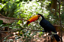 Selective Focus Shot Of A Toucan Bird Perched On Wood