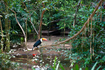 Sticker - Toucan bird perched on the tree branch in the jungle