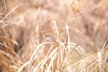 Wall Mural - Closeup shot of wheat and grass field