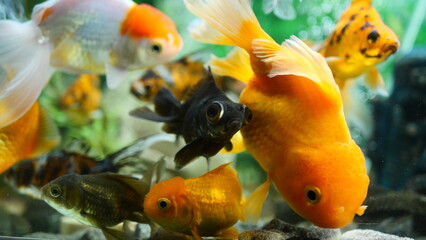 Beautifully colored goldfish swim in the clear aquarium water