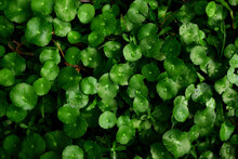 Centella Asiatica Leaf With Water Drops In The Garden