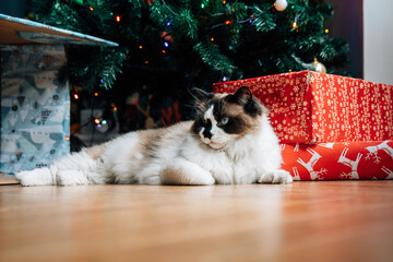 Sticker - Closeup shot of a cute cat lying under the Christmas tree