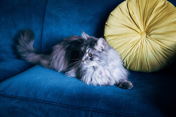 Sticker - Closeup shot of a cute cat on a blue sofa