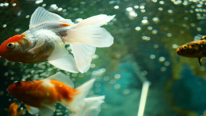 Beautifully colored goldfish swim in the clear aquarium water