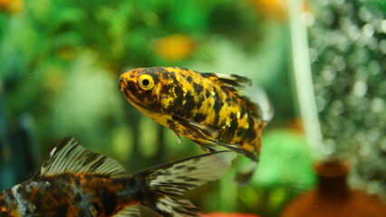 Beautifully colored goldfish swim in the clear aquarium water