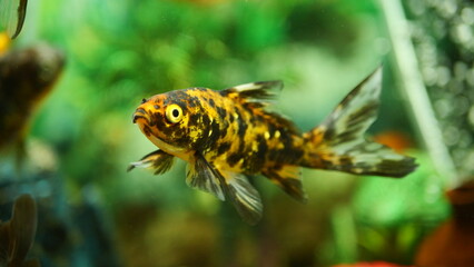 Beautifully colored goldfish swim in the clear aquarium water