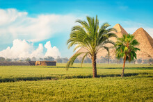 Egyptian Pyramids In Green Field