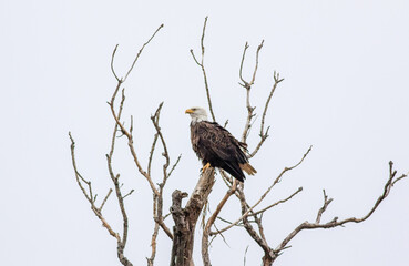 Poster - Low angle shot of a Bald Eagle on the tree