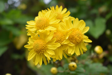 close-up shot of a yellow, wild chrysanthemum with a blurred background