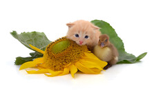 Kitten And Duckling Next To A Sunflower Flower.