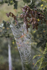 Canvas Print - Vertical shot of a spiderweb hanging from the branches of a tree