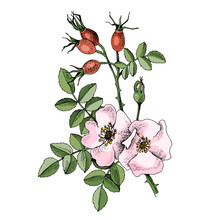 Hand Drawn Rosehip With Berries And Flowers