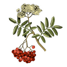 Hand Drawn Rowan With Red Berries And Blossoms