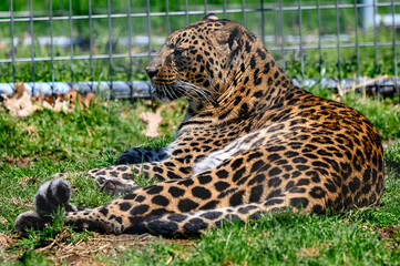 Sticker - Closeup shot of a jaguar lying in the grass in a zoo during the day