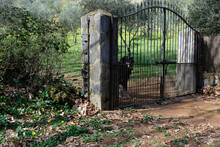 Dog Standing Behind Metal Gates