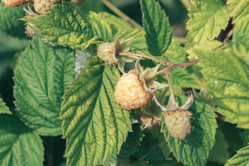 Poster - Beautiful fresh green raspberries on a raspberry bush, on a farm. Background fresh's young berries. Macro photography view.