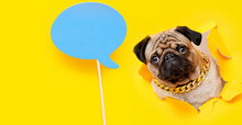 Portrait Of Cute Puppy Of The Pug Breed. Little Smiling Cheerful Dog On Yellow Background. Free Space For Text.