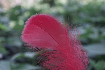 Poster - Close up Beautiful one Bird feather on a bokeh.  Pattern background for design texture.