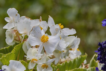 Closeup Shot Of Blooming White Wax Begonia Flowers