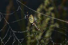 Spider-wasp (lat. Argiope Bruennichi). Spider And Spider Web In Dew In Heavy Fog At Dawn.