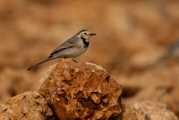 Wall Mural - White Wagtail.white wagtailon the rocks ( Motacilla alba )