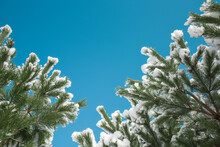 Frame Of Pine Branches In Snow On Blue Sky