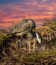 A Mother Black-headed Heron On Her Nest With Three Chicks Begging For Food, Kenya, Africa.