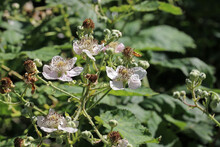 Pink Bramble Flowers In Close Up