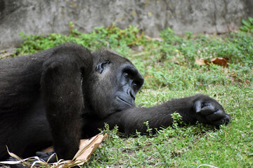 Wall Mural - Gorilla at the zoo