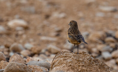 Wall Mural - Siberian Stonechat bird on rock stone ( Saxicola maurus )