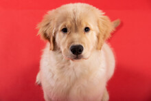 Sweet Baby Golden Retriever Puppy Dog Portrait On Isolated Red Background.