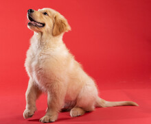 Golden Retriever Puppy Dug Sitting Up And Paying Attention With One Paw Lifted To Shake