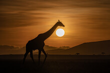 Silhouette Of A Giraffe Walking In Savannah At Sunset, Masai Mara, Kenya