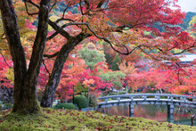Autumn Red Tree Garden Beside The Rock Bridge