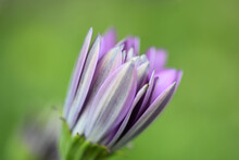 Closeup Shot Of A Closed Bud Of A Purple African Daisy Flower