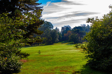 Beautiful shot of green trees and grass under a blue cloudy sky on a sunny day