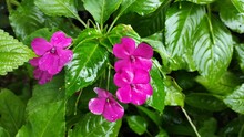 Photo Of Pink Flowers That Are Wet Due To Rain In The Cikancung Area, Indonesia