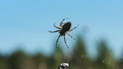 Close-up of spider with prey in nature. Creative. Wild spider on web on blurry background of nature. Spider with prey on web on sunny summer day in meadow