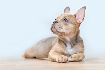 Wall Mural - Sable French Bulldog dog puppy with healthy nose lying down