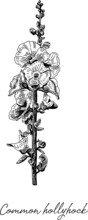 Common Hollyhock - Alcea Rose. Sketchy Hand-drawn Vector Illustration.