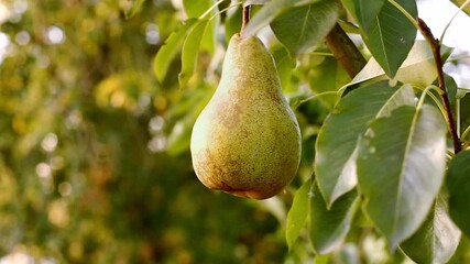 Wall Mural - Pears harvest in summer garden. Fresh ripe juicy pears hang on tree branch in orchard. Ripe yellow pear on branch of pear tree in orchard for food outside.