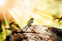 Cute Eastern Phoebe Perched On A Fallen Log In A Surreal Forest With Sun Rays Shining On It