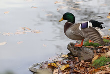 Adorable Colorful Duck Standing On The Stone By The Calm Lake Covered With Autumn Leaves